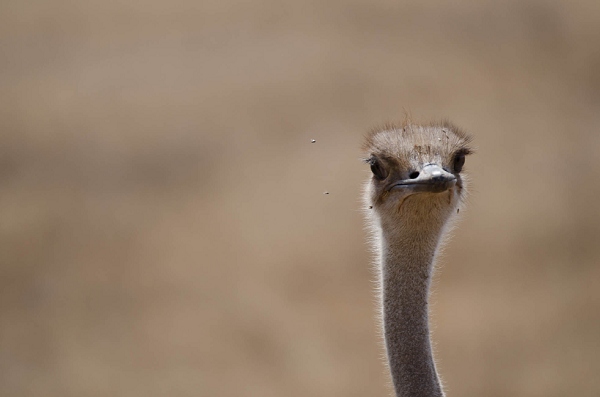 20110618_AfricaD3_038.jpg