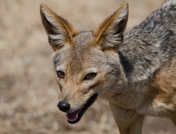 20110618_AfricaD3_103.jpg