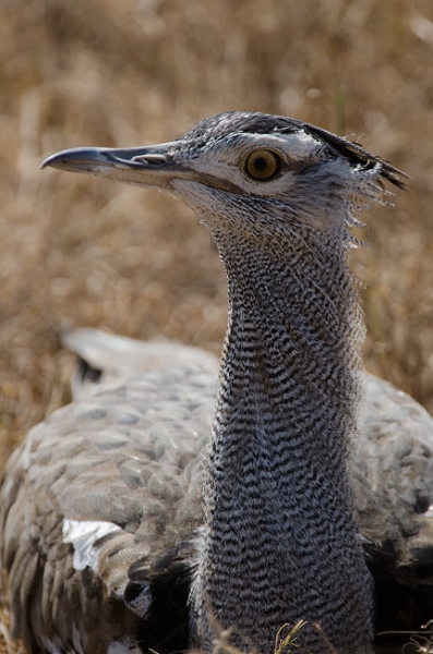20110618_AfricaD3_403.jpg
