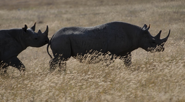 20110618_AfricaD3_463.jpg