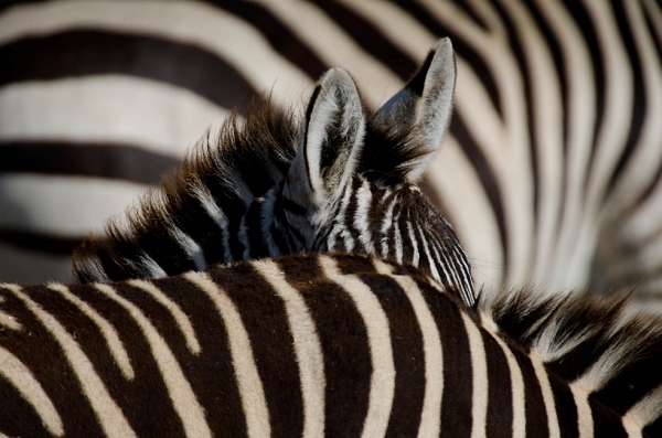 20110618_AfricaD3_522.jpg