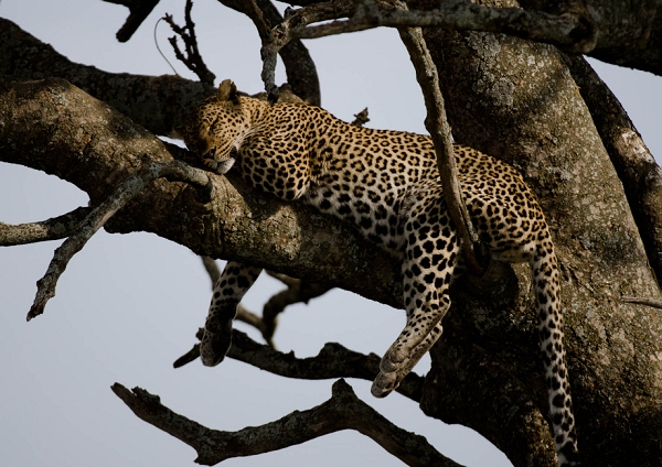 20110619_AfricaD4_506.jpg