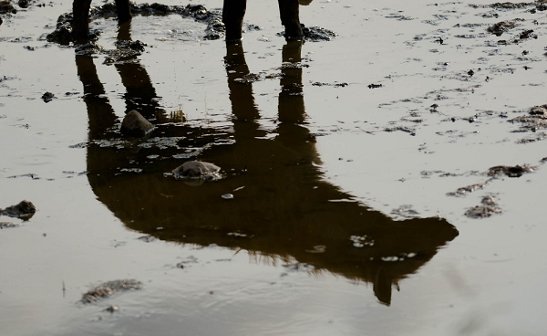 20110619_AfricaD4_652.jpg