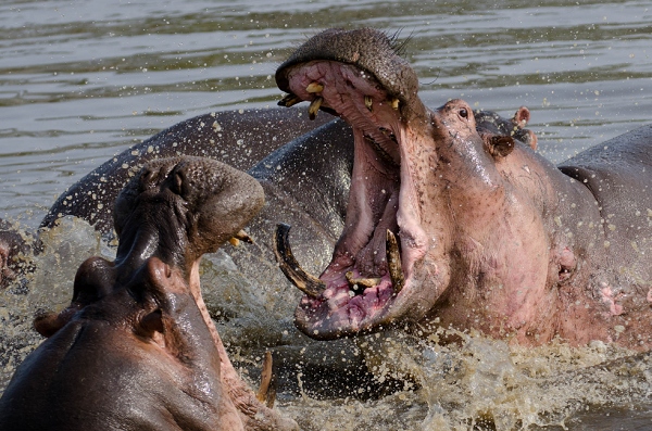 20110620_AfricaD5_237.jpg