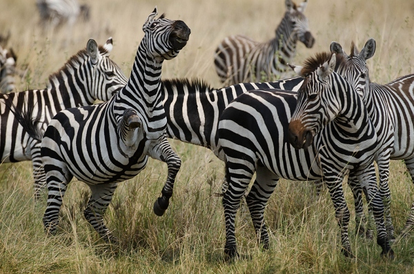 20110621_AfricaD6_114.jpg