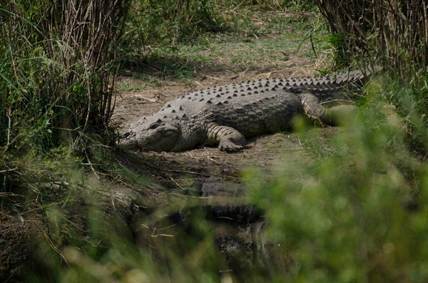20110621_AfricaD6_135.jpg