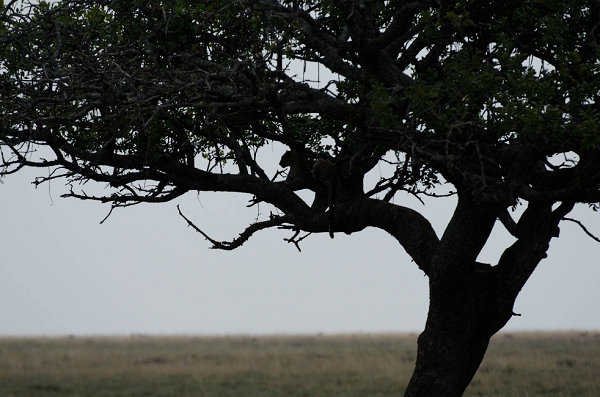 20110621_AfricaD6_442.jpg