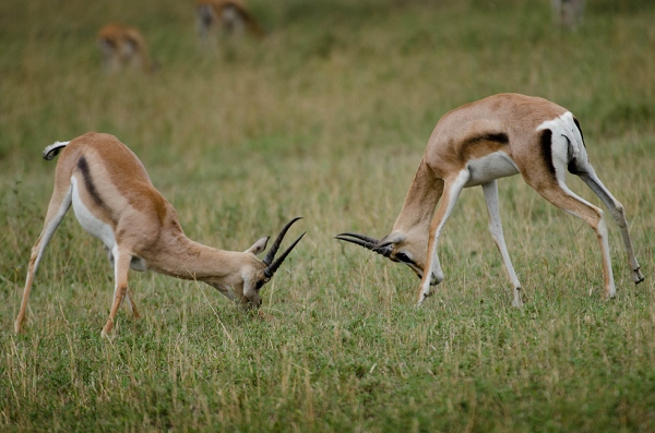 20110621_AfricaD6_515.jpg