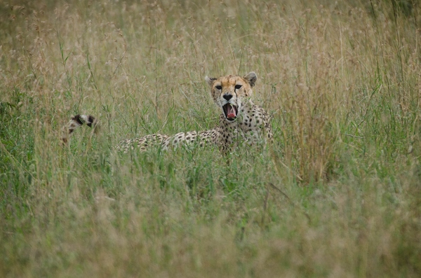 20110621_AfricaD6_573.jpg