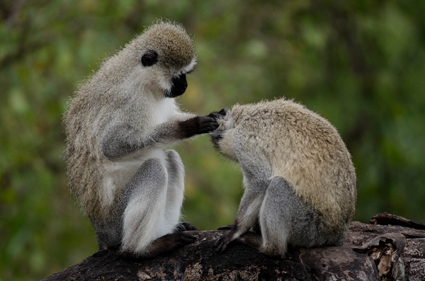 20110622_AfricaD7_020.jpg