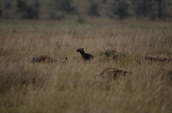 20110622_AfricaD7_029.jpg