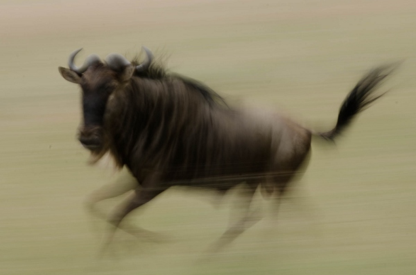 20110622_AfricaD7_228.jpg