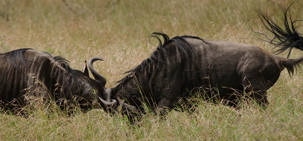 20110622_AfricaD7_340.jpg
