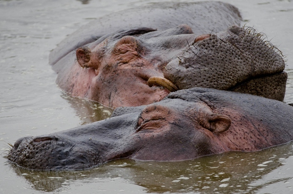 20110622_AfricaD7_492.jpg