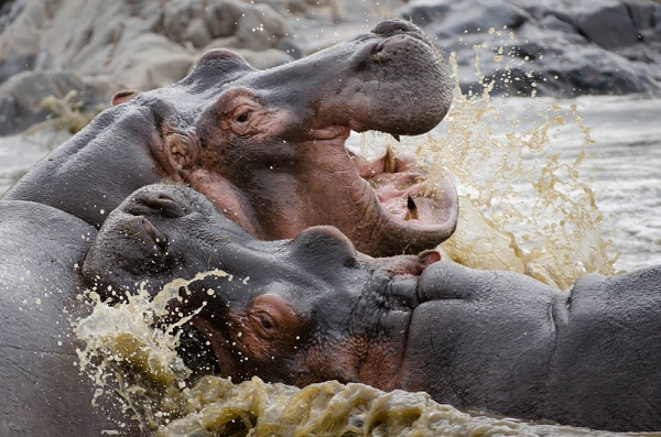 20110622_AfricaD7_552.jpg
