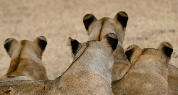 20110623_AfricaD8_241.jpg