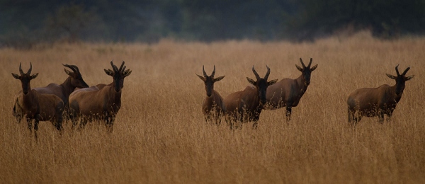 20110623_AfricaD8_595.jpg