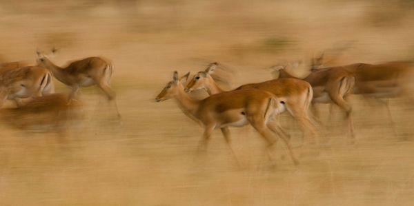 20110623_AfricaD8_613.jpg