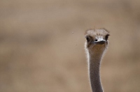 20110618_AfricaD3_038
