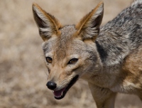 20110618_AfricaD3_103