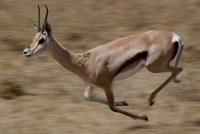 20110618_AfricaD3_270