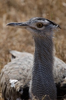 20110618_AfricaD3_403
