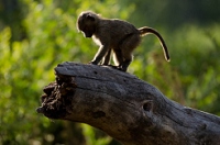 20110618_AfricaD3_620