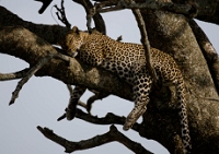 20110619_AfricaD4_506