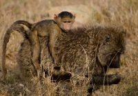 20110619_AfricaD4_682