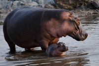 20110620_AfricaD5_043