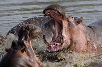20110620_AfricaD5_237