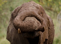 20110620_AfricaD5_397
