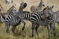 20110621_AfricaD6_114