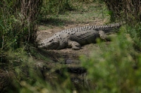 20110621_AfricaD6_135