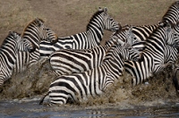 20110621_AfricaD6_162