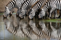20110621_AfricaD6_220
