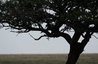 20110621_AfricaD6_442