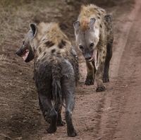 20110621_AfricaD6_481