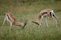 20110621_AfricaD6_515