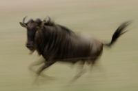 20110622_AfricaD7_228