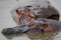 20110622_AfricaD7_492