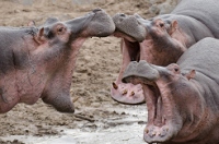 20110622_AfricaD7_538