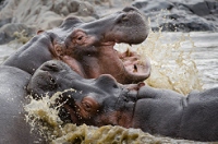 20110622_AfricaD7_552