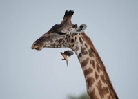 20110623_AfricaD8_030
