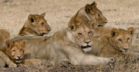 20110623_AfricaD8_255
