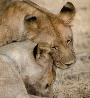 20110623_AfricaD8_270