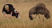20110623_AfricaD8_480