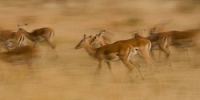20110623_AfricaD8_613