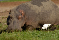 20060206_Africa1D200_100