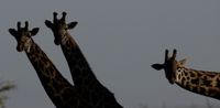 20060206_Africa1D200_282